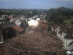 Archiv Foto Webcam Storchennest Bad Waldsee 07:00
