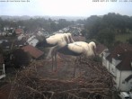 Archiv Foto Webcam Storchennest Bad Waldsee 09:00