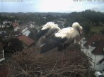 Archiv Foto Webcam Storchennest Bad Waldsee 11:00