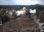 Archiv Foto Webcam Storchennest Bad Waldsee 13:00