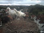 Archiv Foto Webcam Storchennest Bad Waldsee 07:00