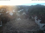 Archiv Foto Webcam Storchennest Bad Waldsee 05:00
