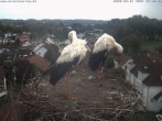 Archiv Foto Webcam Storchennest Bad Waldsee 05:00