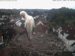 Archiv Foto Webcam Storchennest Bad Waldsee 06:00
