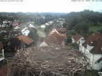 Archiv Foto Webcam Storchennest Bad Waldsee 07:00