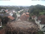 Archiv Foto Webcam Storchennest Bad Waldsee 11:00