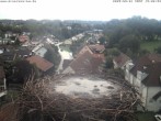 Archiv Foto Webcam Storchennest Bad Waldsee 13:00