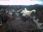 Archived image Webcam Stork&#39;s Nest Bad Waldsee 19:00