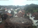 Archiv Foto Webcam Storchennest Bad Waldsee 05:00