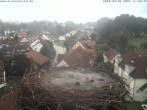 Archiv Foto Webcam Storchennest Bad Waldsee 09:00