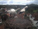 Archiv Foto Webcam Storchennest Bad Waldsee 11:00