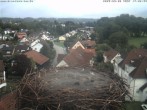 Archiv Foto Webcam Storchennest Bad Waldsee 15:00