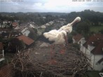 Archiv Foto Webcam Storchennest Bad Waldsee 11:00
