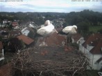 Archiv Foto Webcam Storchennest Bad Waldsee 13:00