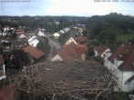 Archiv Foto Webcam Storchennest Bad Waldsee 15:00