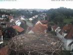 Archiv Foto Webcam Storchennest Bad Waldsee 13:00