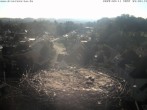 Archiv Foto Webcam Storchennest Bad Waldsee 07:00