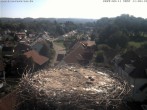 Archiv Foto Webcam Storchennest Bad Waldsee 09:00