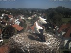 Archiv Foto Webcam Storchennest Bad Waldsee 13:00