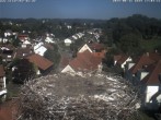 Archiv Foto Webcam Storchennest Bad Waldsee 15:00