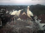 Archiv Foto Webcam Storchennest Bad Waldsee 19:00