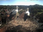 Archiv Foto Webcam Storchennest Bad Waldsee 10:00