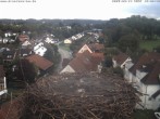 Archived image Webcam Stork&#39;s Nest Bad Waldsee 11:00