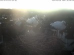Archiv Foto Webcam Storchennest Bad Waldsee 05:00