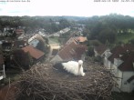 Archived image Webcam Stork&#39;s Nest Bad Waldsee 09:00