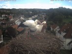 Archived image Webcam Stork&#39;s Nest Bad Waldsee 11:00