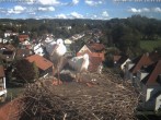 Archiv Foto Webcam Storchennest Bad Waldsee 13:00