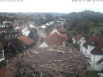 Archiv Foto Webcam Storchennest Bad Waldsee 08:00