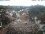 Archiv Foto Webcam Storchennest Bad Waldsee 09:00