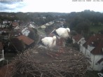 Archiv Foto Webcam Storchennest Bad Waldsee 11:00