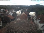 Archiv Foto Webcam Storchennest Bad Waldsee 13:00