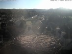 Archiv Foto Webcam Storchennest Bad Waldsee 08:00