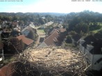 Archiv Foto Webcam Storchennest Bad Waldsee 09:00