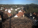 Archiv Foto Webcam Storchennest Bad Waldsee 17:00