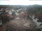 Archiv Foto Webcam Storchennest Bad Waldsee 08:00
