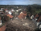 Archiv Foto Webcam Storchennest Bad Waldsee 13:00