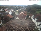 Archiv Foto Webcam Storchennest Bad Waldsee 07:00