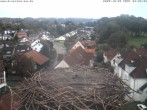 Archiv Foto Webcam Storchennest Bad Waldsee 08:00