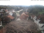 Archiv Foto Webcam Storchennest Bad Waldsee 09:00