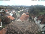 Archiv Foto Webcam Storchennest Bad Waldsee 11:00