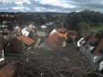 Archiv Foto Webcam Storchennest Bad Waldsee 13:00