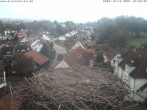 Archiv Foto Webcam Storchennest Bad Waldsee 09:00