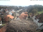 Archiv Foto Webcam Storchennest Bad Waldsee 11:00