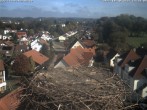 Archiv Foto Webcam Storchennest Bad Waldsee 13:00