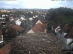Archiv Foto Webcam Storchennest Bad Waldsee 15:00