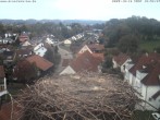 Archiv Foto Webcam Storchennest Bad Waldsee 17:00